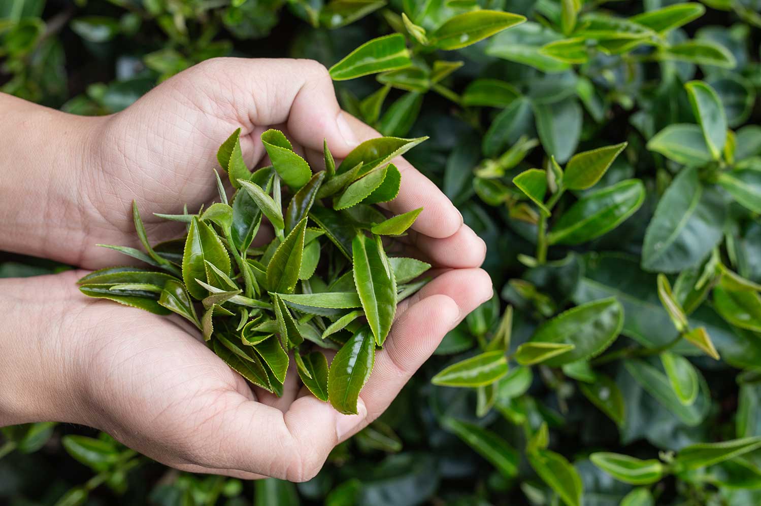 Les principaux bienfaits du thé vert pour la santé